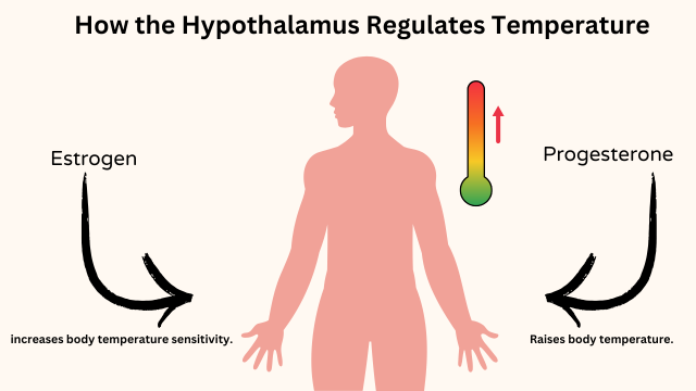 hormonal-causes-hot-flushes-early-pregnancy-hypothalamus-temperature-regulation